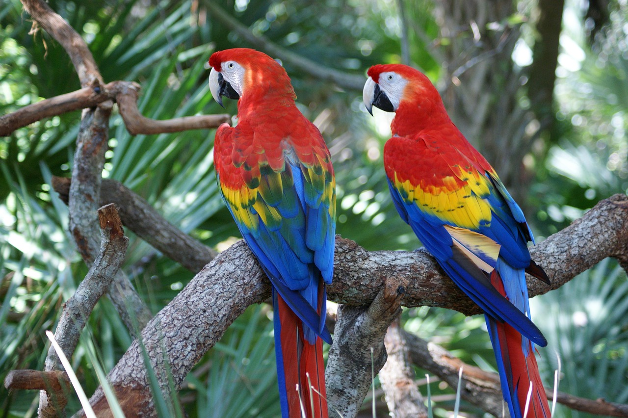 macaw-1273003_1280